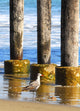 Lone Seagull Walking Beach Wall Decal