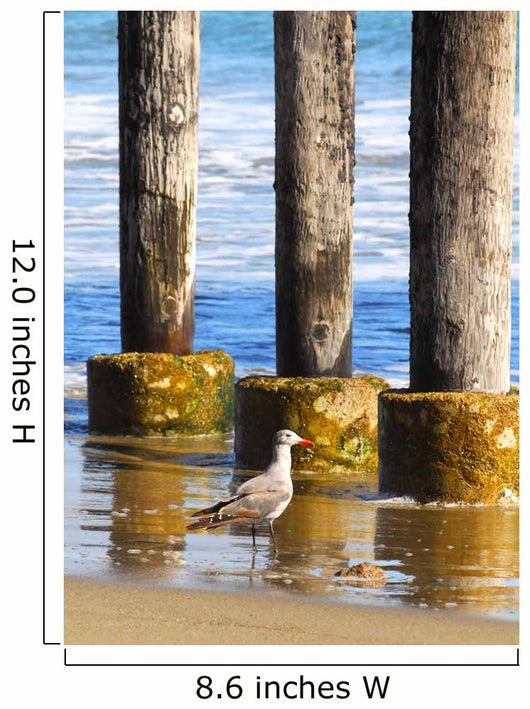 Lone Seagull Walking Beach Wall Decal