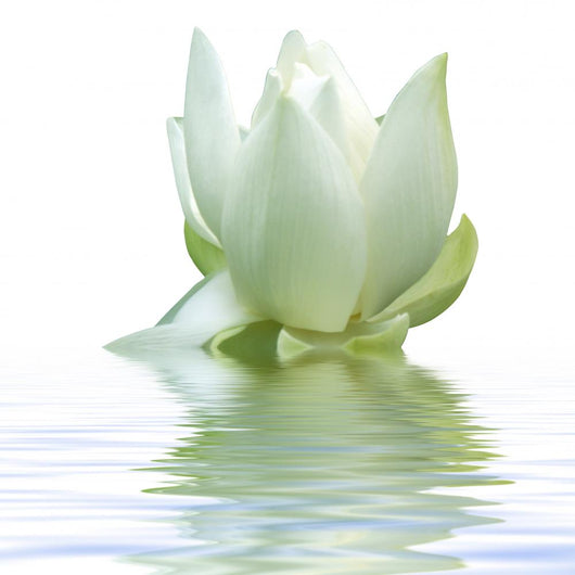 White Lotus Flower Wall Decal