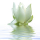 White Lotus Flower Wall Decal