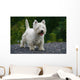 West Highland White Terrier Wall Decal