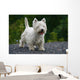 West Highland White Terrier Wall Decal