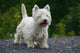 West Highland White Terrier Wall Decal