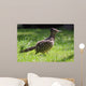 Roadrunner Wall Decal