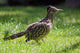Roadrunner Wall Decal