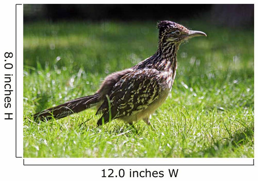 Roadrunner Wall Decal