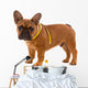 French Bulldog Puppy Diet Wall Decal