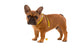 French Bulldog Puppy Diet Wall Decal