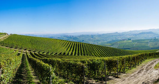 Panoramic Langhe Vineyards Wall Decal
