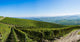 Panoramic Langhe Vineyards Wall Decal