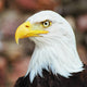 Aigle Wall Decal