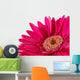 Up Pink Gerber Daisy Wall Decal