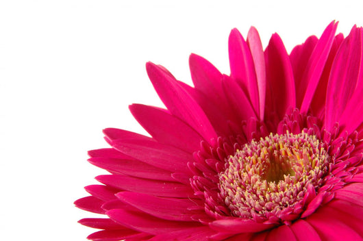 Up Pink Gerber Daisy Wall Decal