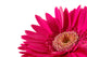 Up Pink Gerber Daisy Wall Decal