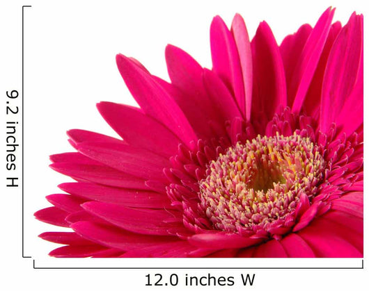 Up Pink Gerber Daisy Wall Decal