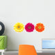 Colorful Gerber Daisies Wall Decal Panoramic