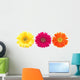 Colorful Gerber Daisies Wall Decal Panoramic
