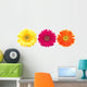 Colorful Gerber Daisies Wall Decal Panoramic