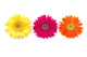 Colorful Gerber Daisies Wall Decal Panoramic