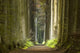 Nature Pathway Wall Decal
