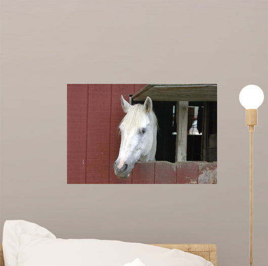 White Horse Sticking Head Wall Decal