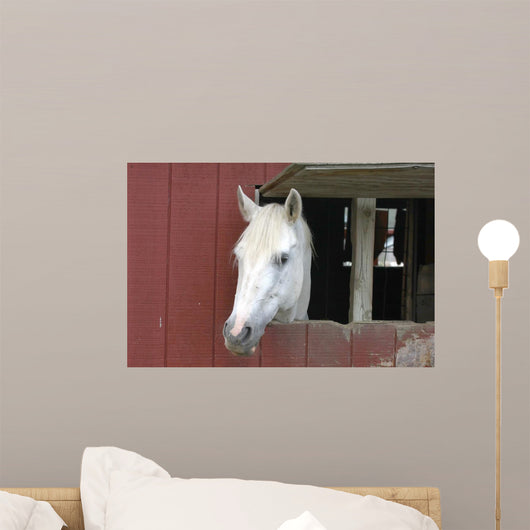 White Horse Sticking Head Wall Decal