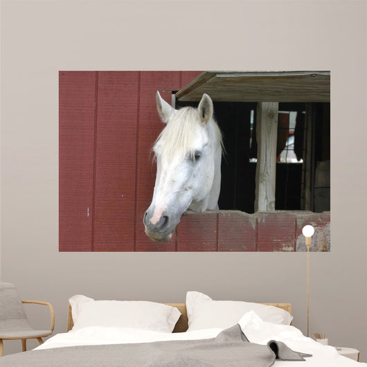 White Horse Sticking Head Wall Decal
