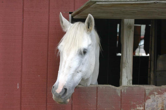 White Horse Sticking Head Wall Decal