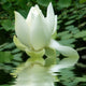 Lotus Wall Decal