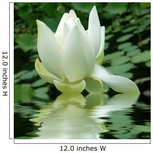 Lotus Wall Decal