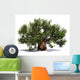 Huge Baobab Tree Wall Decal