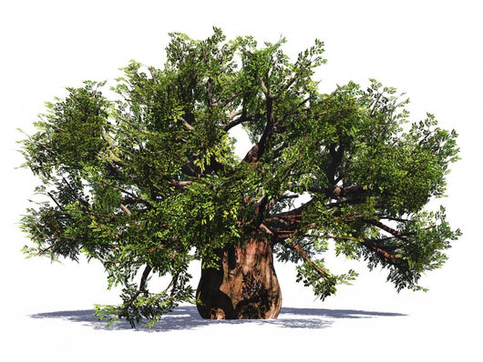 Huge Baobab Tree Wall Decal