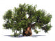 Huge Baobab Tree Wall Decal