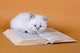 White Masquerade Kitten Reading Wall Decal