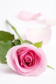 Macro Shot Beautiful Pink Rose Wall Decal