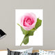 Macro Shot Beautiful Standing Pink Rose Wall Decal