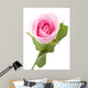Macro Shot Beautiful Standing Pink Rose Wall Decal