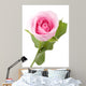 Macro Shot Beautiful Standing Pink Rose Wall Decal