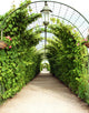 Vine Arbor Tunnel Wall Decal