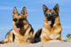 German Shepherds Lying Sun Wall Decal