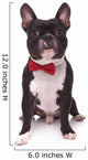 Portrait Cute French Bulldog Wall Decal