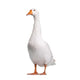 Domestic Goose Wall Decal