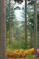 Autumn Fern Forest Wall Decal