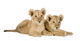 Two Lion Cubs Wall Decal