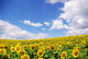 Sunflower Field over Blue Wall Decal