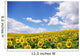 Sunflower Field over Blue Wall Decal