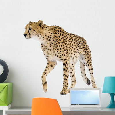 Cheetah Acinonyx Jubatus Front Wall Decal shown on a wall