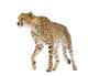 Cheetah Acinonyx Jubatus Front Wall Decal