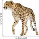 Cheetah Acinonyx Jubatus Front Wall Decal