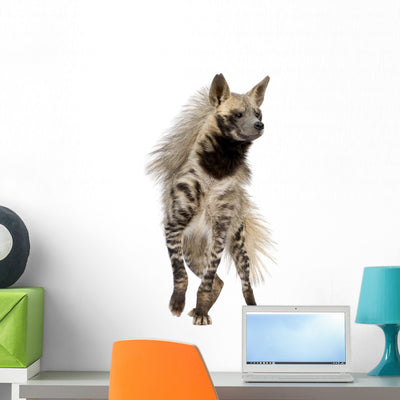 Striped Hyena Wall Decal shown on a wall